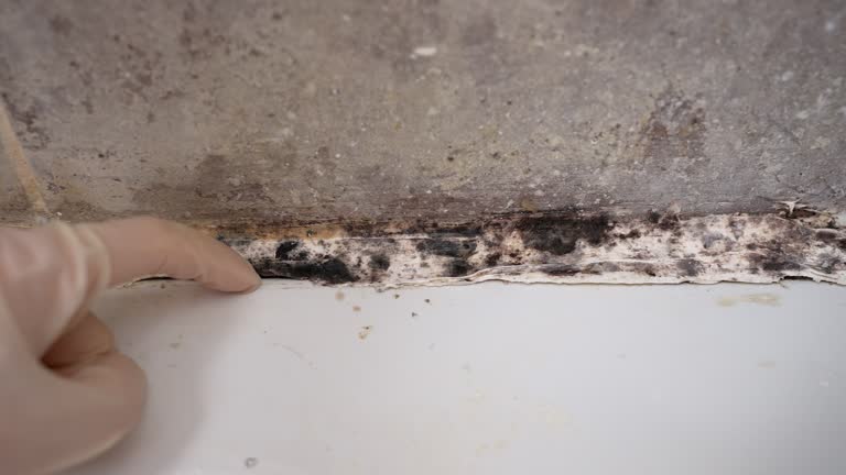 Best Post-Construction Mold Inspection  in Peru, IN