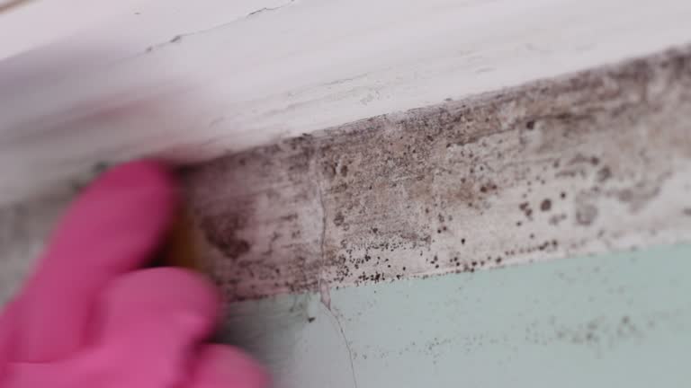 Best Comprehensive Air Testing for Mold Contaminants  in Peru, IN